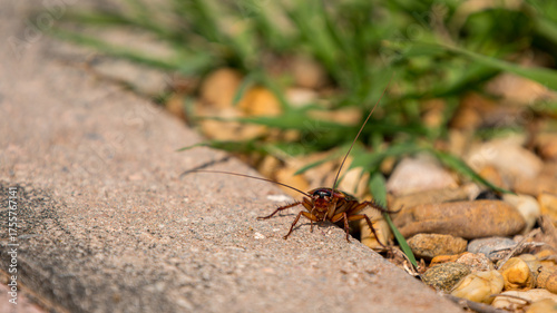 Fototapeta Naklejka Na Ścianę i Meble -  American cockroach looking defiantly at the camera, raising one of its hind legs with the intention of running or folding its wings to take flight. It is in the street in the sun. Copy Space