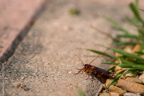 Fototapeta Naklejka Na Ścianę i Meble -  Cockroach is posing for the camera while sunbathing on a street sidewalk. It has become normal to find this type of insects in the streets of the coastal populations due to the lack of fumigation 