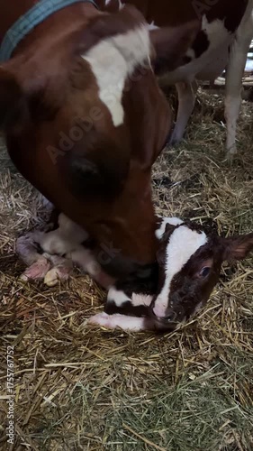 Mother cow cleaning her newborn calf lying on straw
