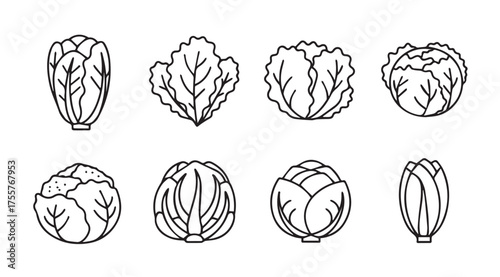 Set of various fresh cabbage varieties hand drawn line art style collection vector