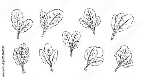 Fresh hand drawn spinach leaves collection organic healthy greens botanical sketch art elements vector