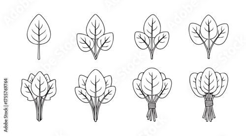 Collection of hand drawn spinach leaves and bunches for fresh healthy food designs vector