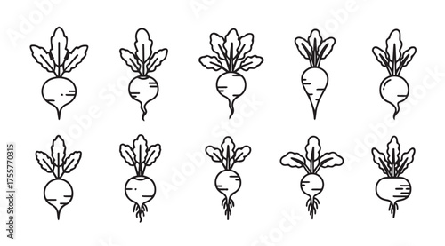 Set of hand drawn radishes with leaves fresh root vegetables sketch style organic food illustrations vector