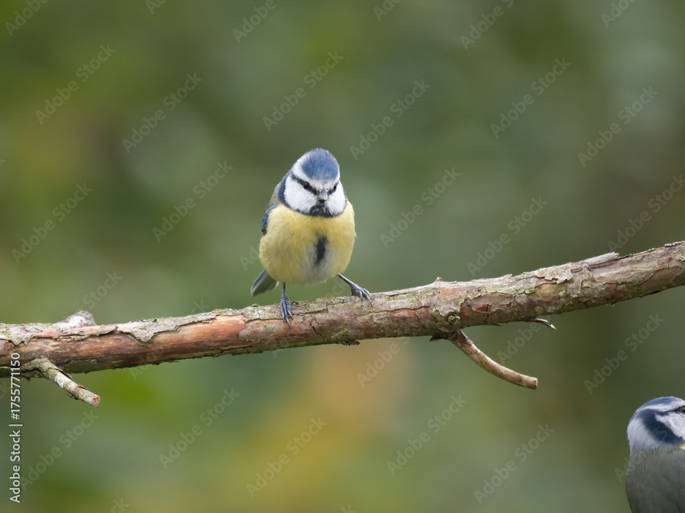 Obraz premium Blaumeise, Cyanistes caeruleus