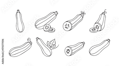 Variety of zucchini vegetables hand drawn sketch isolated on white surface artistic outline vector