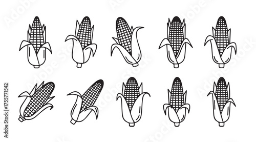Hand drawn collection of fresh corn cobs with leaves detailed sketch style agricultural food icons vector