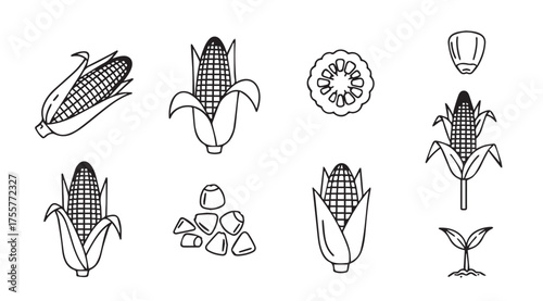 Hand drawn corn collection fresh organic maize groceries healthy food elements for design vector