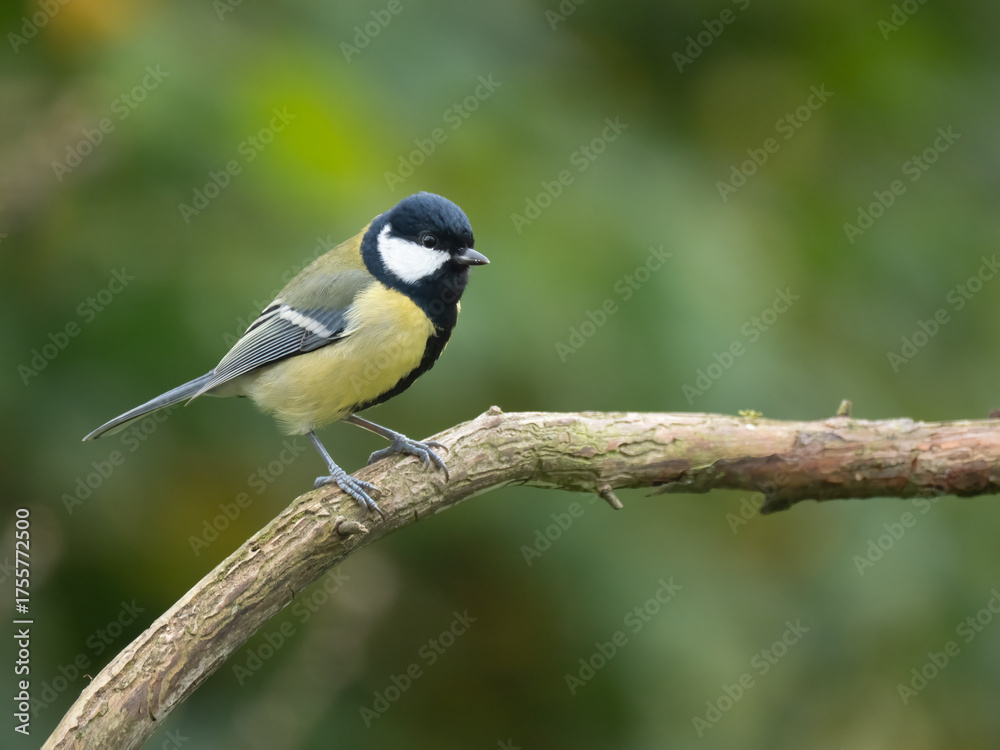 Obraz premium Kohlmeise, Parus major