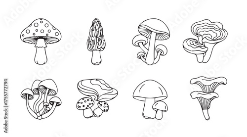 Collection of various hand drawn mushroom varieties in outline style for food and nature designs vector