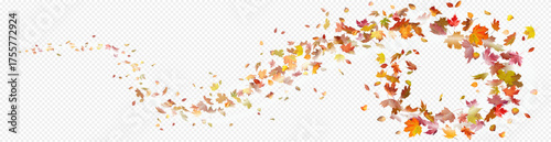 Colorful autumn leaves falling on transparent background.