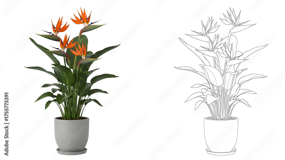 Obraz premium Colorful Bird of Paradise Plant in Gray Pot on Transparent Background