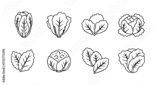 Collection of hand drawn salad greens and cabbage varieties sketch style on white vector