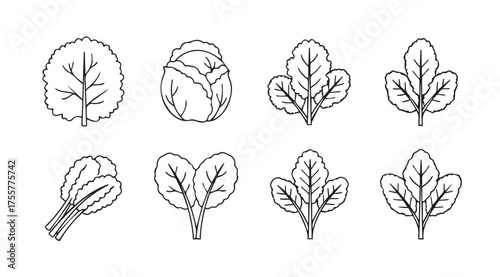 Collection of hand drawn spinach leaves and cabbage in black and white sketch style vector