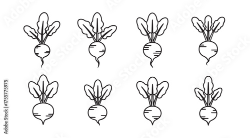Hand drawn beetroot vegetable collection fresh organic root produce sketch collection vector