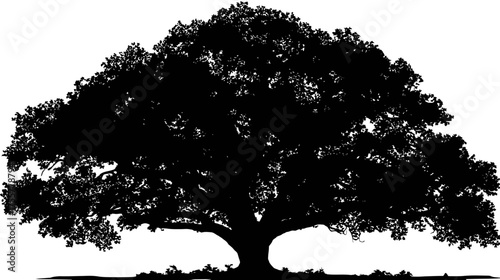 A striking silhouette of a large, mature tree with sprawling branches and dense foliage
