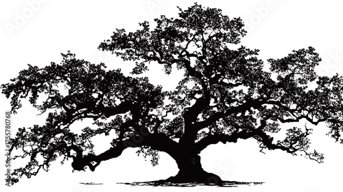 Large silhouette of a majestic, sprawling oak tree with a thick trunk and branches