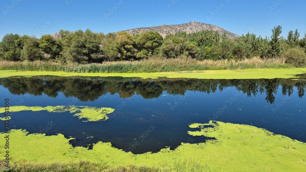 Obraz premium beautiful scenery of a river covered partly with lemna minor (duckweed)