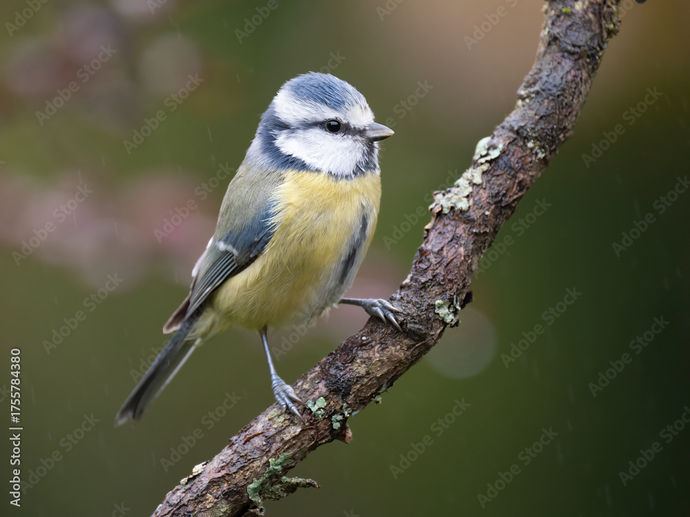 Fototapeta premium Blaumeise, Cyanistes caeruleus