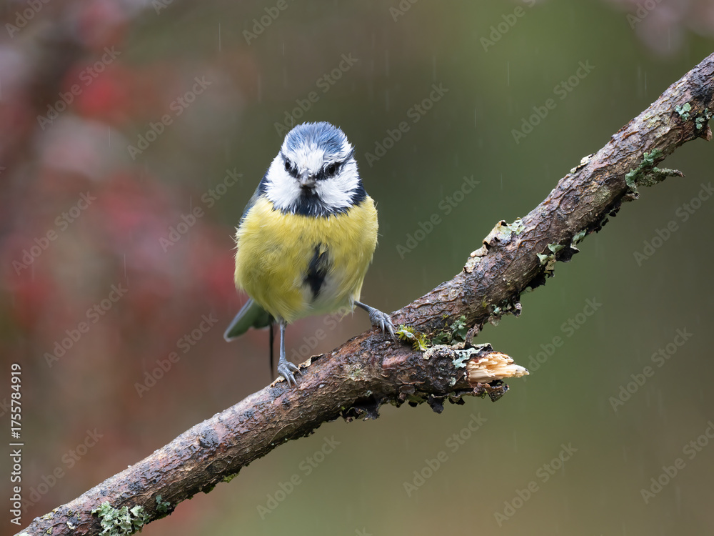 Fototapeta premium Blaumeise, Cyanistes caeruleus