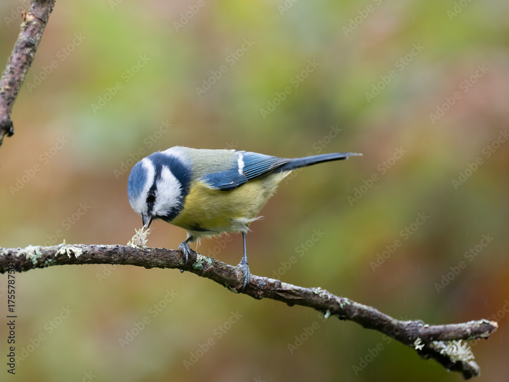 Obraz premium Blaumeise, Cyanistes caeruleus