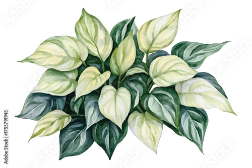 Watercolor painting of a houseplant with variegated green and watercolor illutrastion transparent background