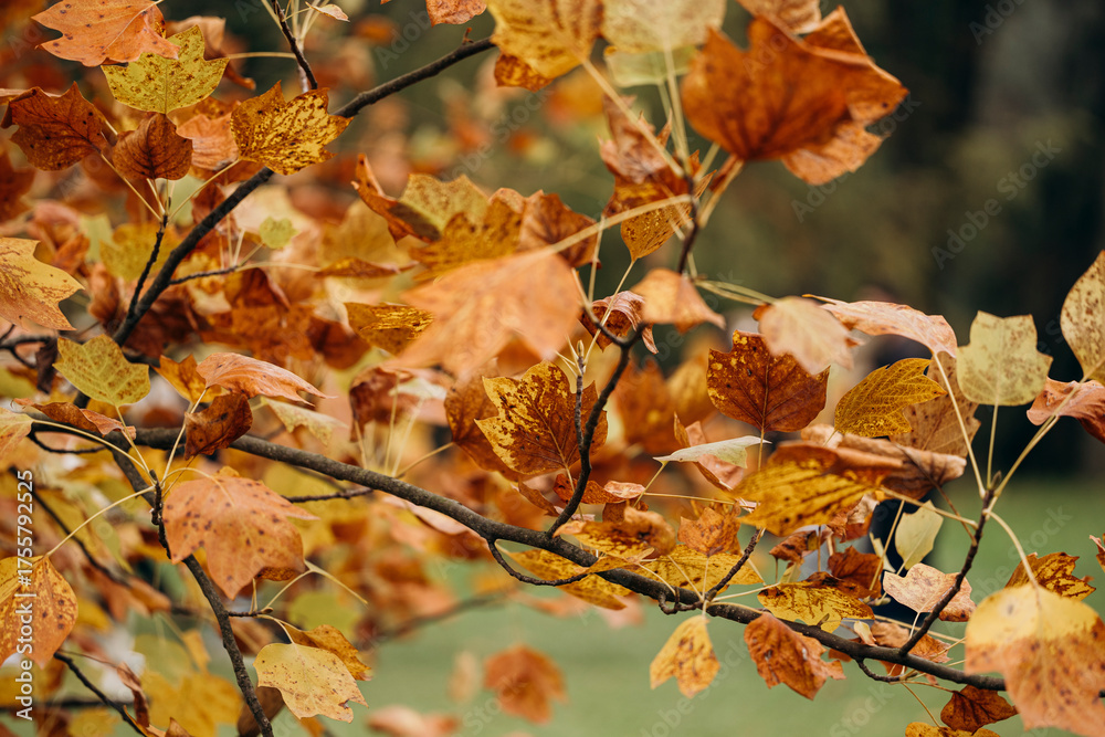 Fototapeta premium Autumn leaves of Liriodendron tulipifera tree in fall season.