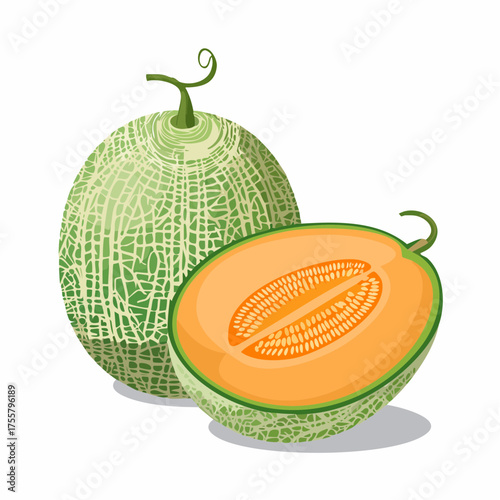 Illustration of a whole and halved cantaloupe melon.