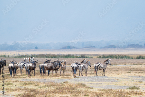 A herd of Zebras and Wildebeest, surveying the horizon in the Ngorongoro Crater, Tanzania, Africa
