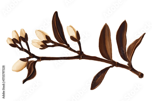 Branch with Unopened Buds and Dark Leaves on White Background watercolor illutrastion transparent background