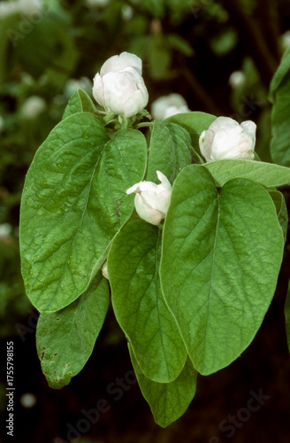 Wall Mural 2025-10-08-0002.tif