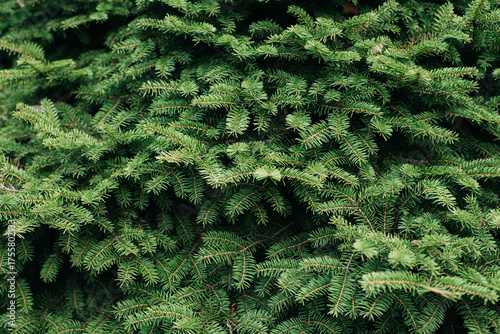 Green living spruce branches. Spruce branches serve as a background. Wallpaper. Space for text. 