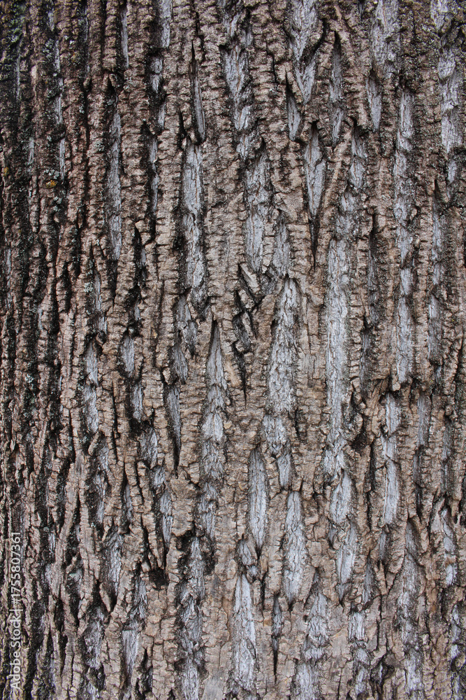 Obraz premium Closeup texture of natural tree bark background. Rough surface of trunk.