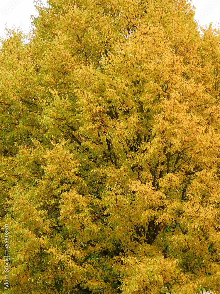 Naklejka premium Die Blätter der Linde im Herbst