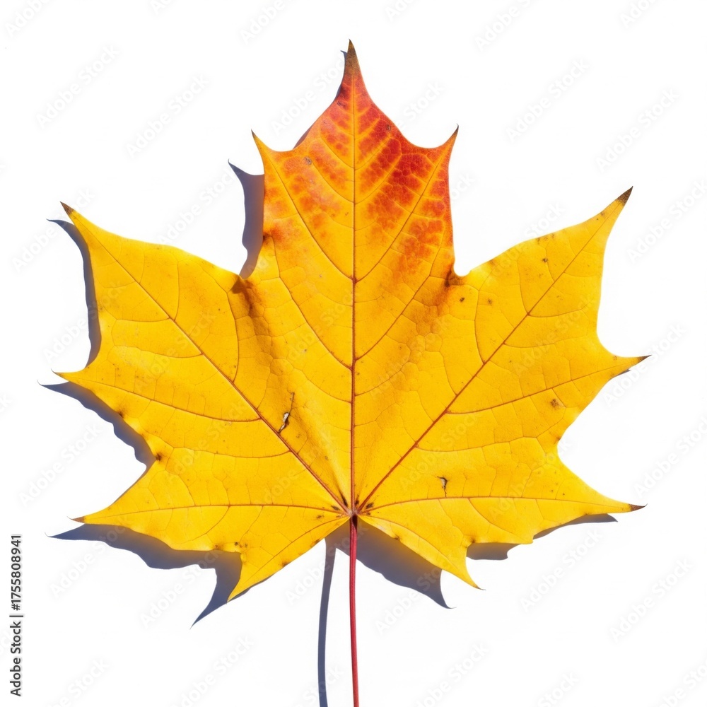 Fototapeta premium Vibrant Yellow and Red Maple Leaf with Detailed Veins on a Clean White Background