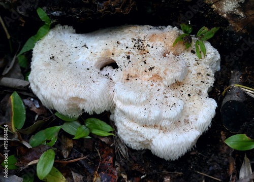 秋のキノコ、ヤマブシタケ