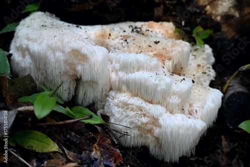 秋のキノコ、ヤマブシタケ