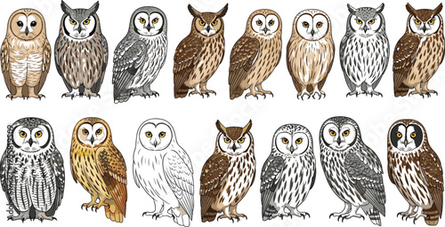 Vector Owl Illustration Set Featuring Diverse Species, Plumage Patterns, Wildlife Art, Bird Identification, and Nature-Themed Graphic DesignVector Owl Illustration Set Featuring Diverse Species, Pluma