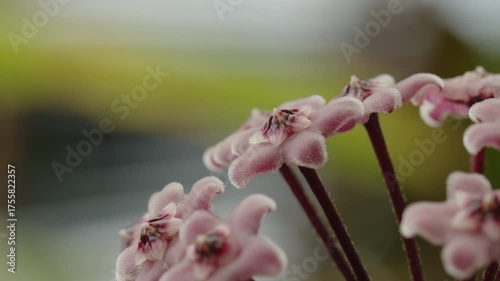 Hoya carnosa or porcelain flower