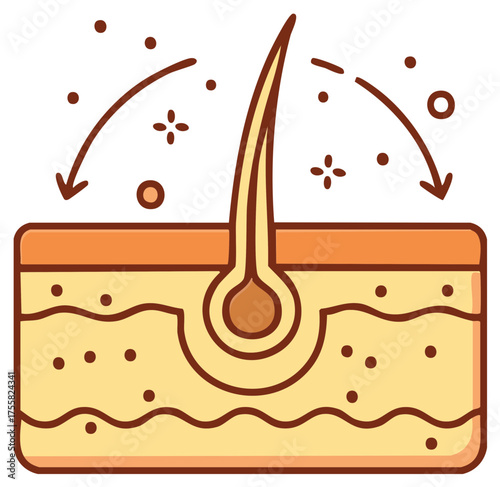Hair and skin health concept showing follicle regeneration and nutrient absorption