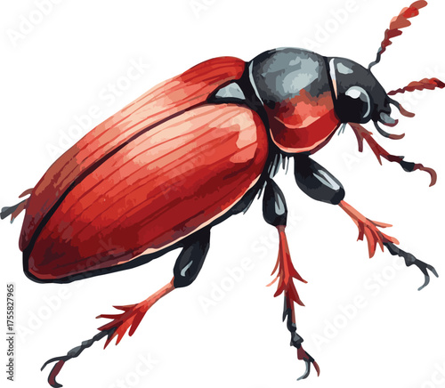 Vector adorable watercolor illustration of a beetle