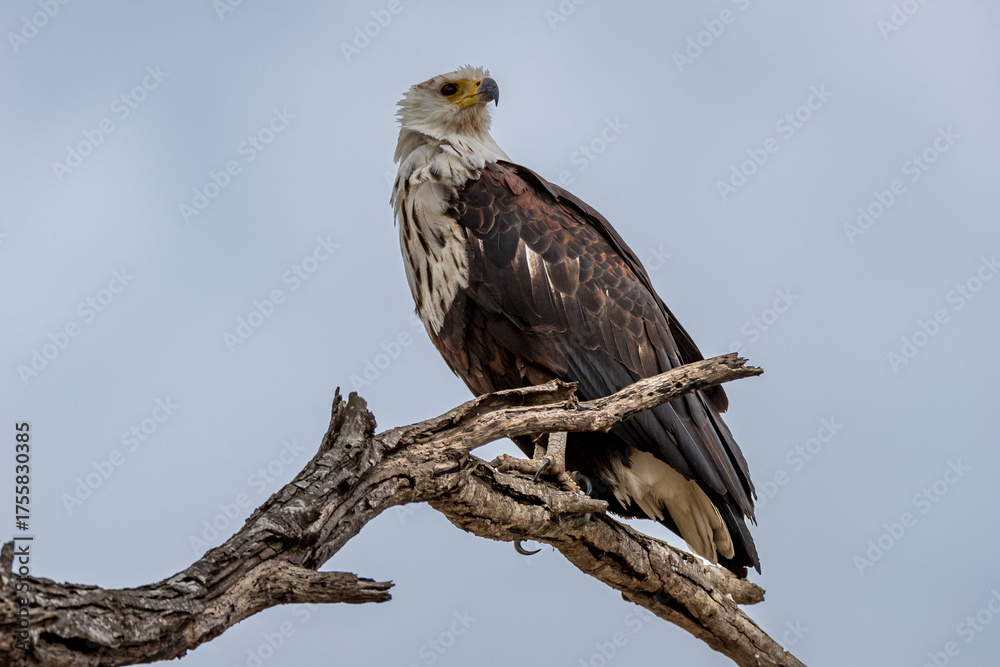 Fototapeta premium South Africa, Kruger National Park, Martial Eagle (Polemaetus bellicosus)