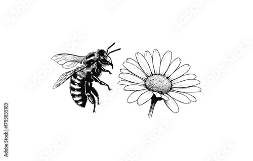 wasp on white background