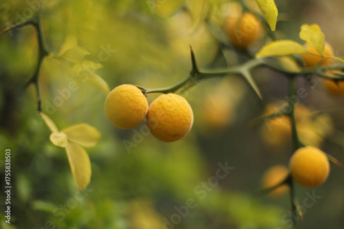 Trifoliage orange, poncirus, Citrus trifoliata