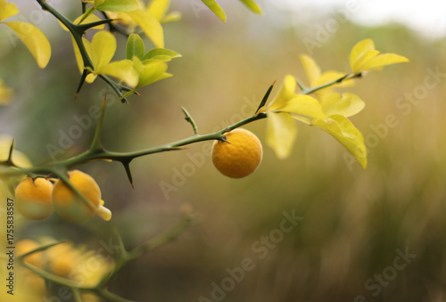 Trifoliage orange, poncirus, Citrus trifoliata