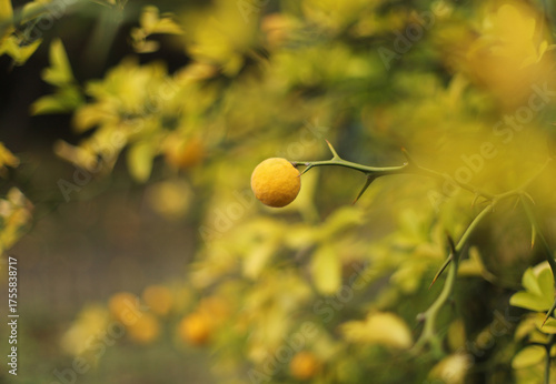 Trifoliage orange, poncirus, Citrus trifoliata