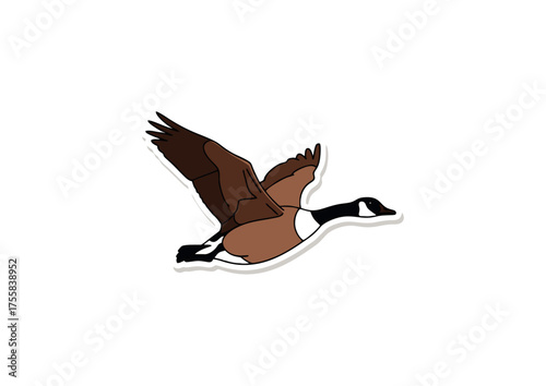 A detailed illustration of a Canada goose in flight, showcasing its brown plumage and distinctive white chin strap