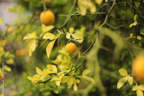 Trifoliage orange, poncirus, Citrus trifoliata