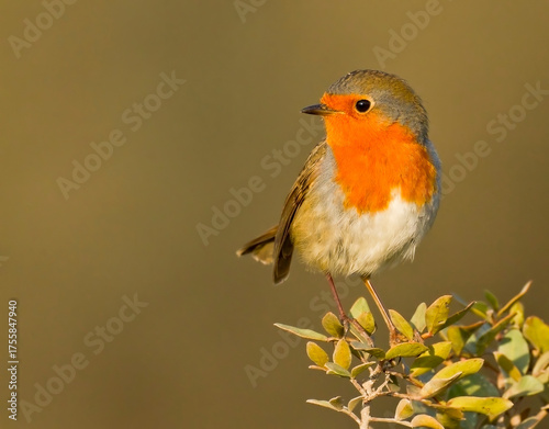 European Robin (Erithacus rubecula)