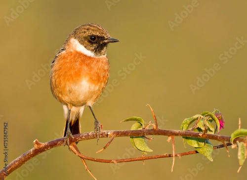 Female European Stonechat (Saxicola rubicola)