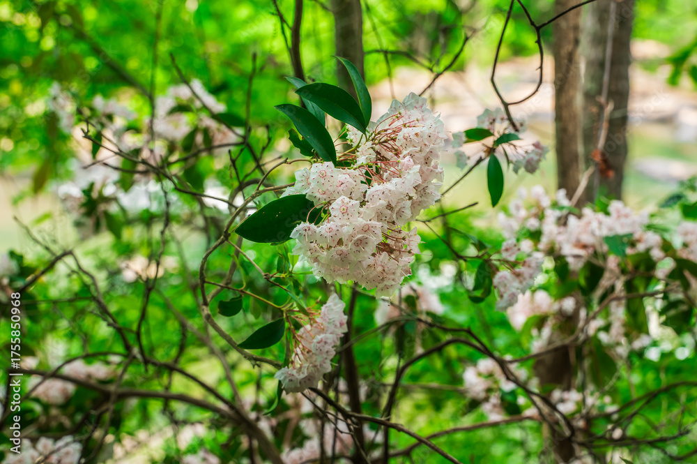 Fototapeta premium Mountain laurel magic — wild beauty on high ground, Sweetwater Creek State Park, Lithia Springs, Georgia, United States of America